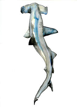 hammerhead-shark-art-illustration-moran