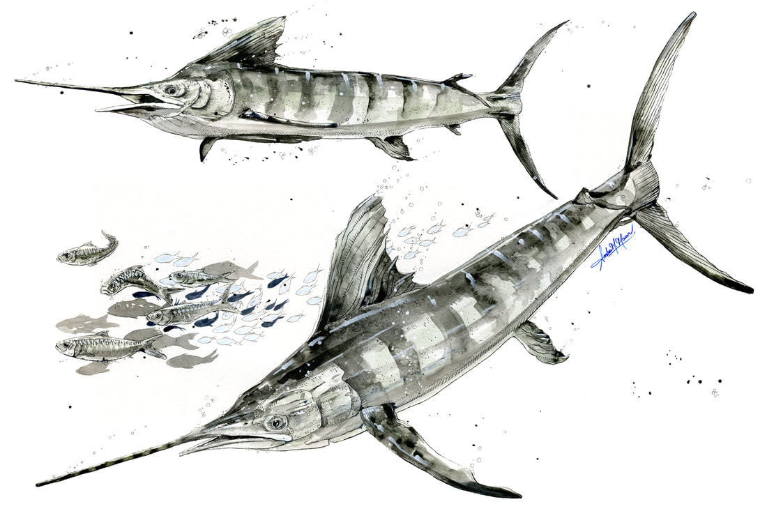 marlin-fish-illustration-moran-amber-sportfish-print-tournament